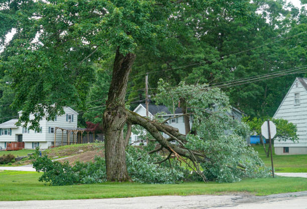 Best Commercial Tree Services  in Blossburg, PA